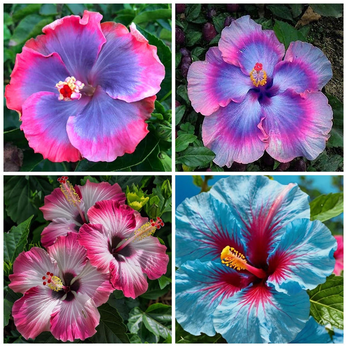 Wivolibe Rare Hibiscus Flower Seeds for Planting - Fresh Perennial Exotic Plant Bonsai Seeds Giant Flower Tropical Potted Plants Seeds Non-GMO Heirloom Seeds